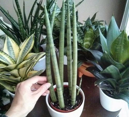  【植物就】除了绿萝、富贵竹，桌面上的盆栽植物还有很多，这几种特可爱