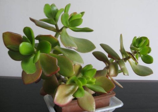  【适合】这5款耐旱植物，适合春夏养殖，长势旺盛开花艳，花色美丽不费心