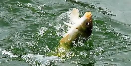  【轻信】不要轻信“偷驴”就需要小味型的饵料，详解“偷驴”味型应用方法