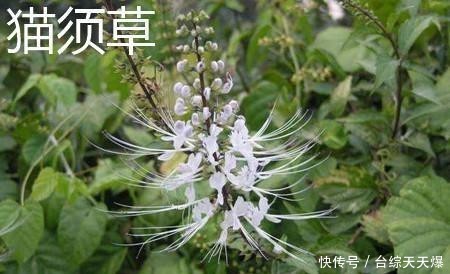  区别@4月发文：猫爪草和猫须草有什么区别？