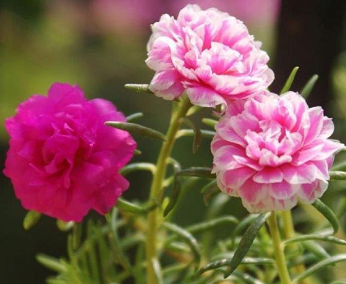  『漂亮』4种花是花中劳模，一年四季开花不断，花大色艳真漂亮