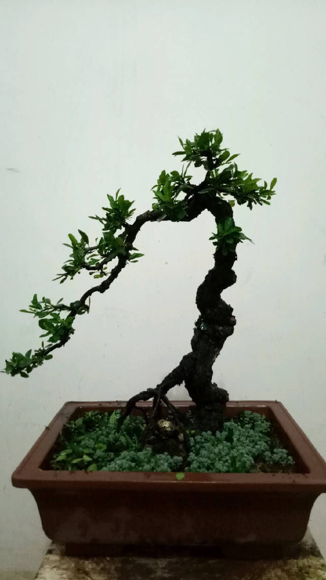 『悬崖枝条』深夜放福利,分享一些小叶鼠李精品盆景,睡不着就来赏盆景