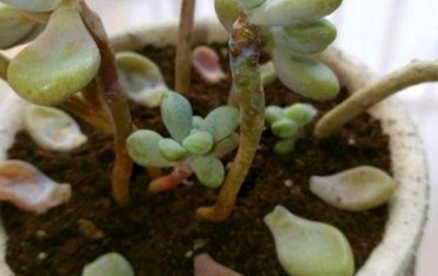  解决：多肉掉叶子的4种原因，用对方法解决，肉肉枝繁叶茂越来越美