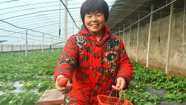  [草莓种植]农民种植草莓，春节期间生意火爆，采摘40元一斤，进棚随便吃