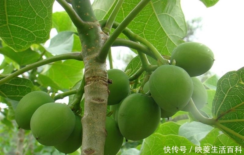  「树木」农村一种树木，人称“麻疯树”，过去农民见了就砍，如