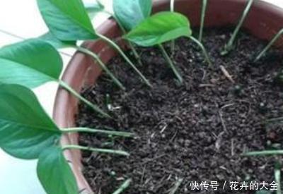 绿萝■扦插绿萝的诀窍