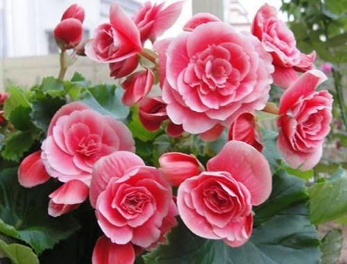  绿萝：春季逛花市，邻居只买3种花，新手也能养爆盆，花色鲜艳夺目