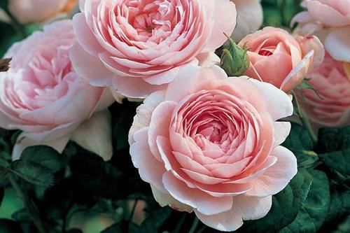  『瑞典』瑞典女王，老花匠家家有，开花极大，粉嫩优雅，看一眼就爱上她