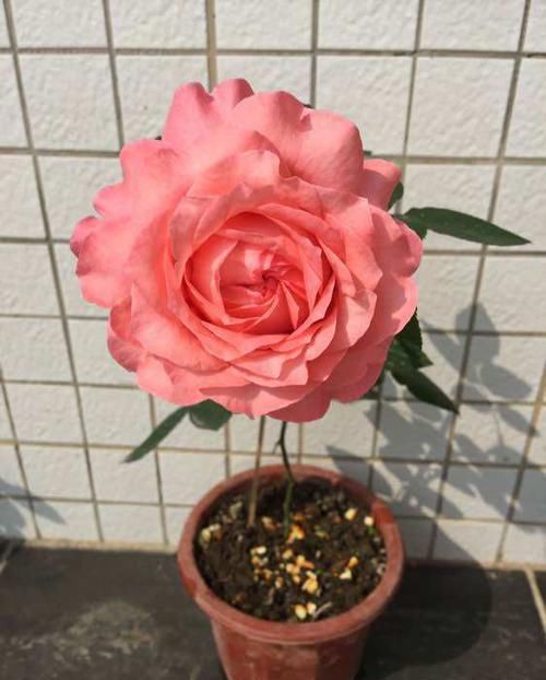 『系列』喜欢菊花，不如养盆“盘龙系列”盘龙目莲，花色绚丽，艳压群芳