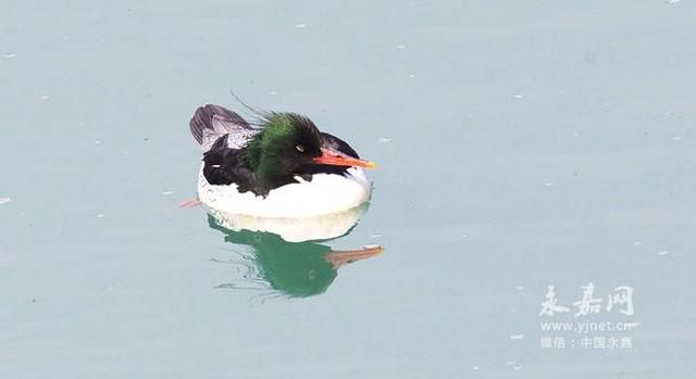 “水上大熊猫”中华秋沙鸭连续四年现身楠溪江