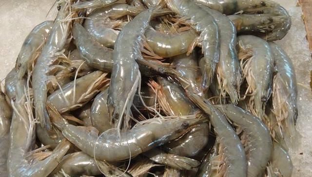  「青虾」一斤卖25元，亩收3500斤，农村大叔遭遇“水产低谷年”