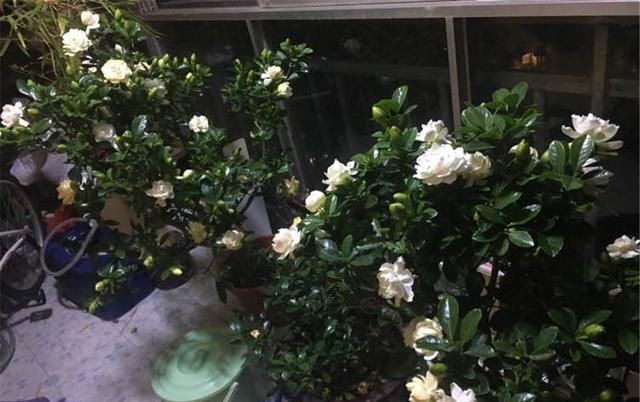 栀子花|栀子花养护技巧,学会这三招,轻轻松松爆满盆