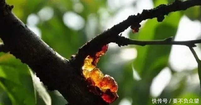 农村烂在树上没人要的恶心东西，拉到城里卖，被城里人一扫而空！