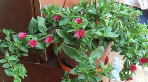 『吊兰』牡丹吊兰生长过程中需不需要打顶?