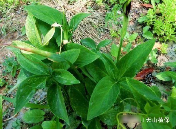  「害草」农村一种野菜，喜欢长在玉米地里，是农民眼中的害草，