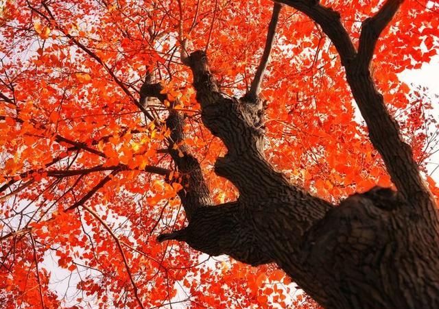 洛阳深秋有多美？隋唐秋色惹人醉，网红树下故事多