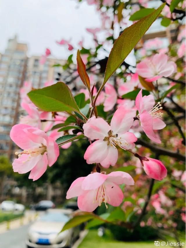  开出漂亮■阳春三月，出门踏青，原来有这么多漂亮花！