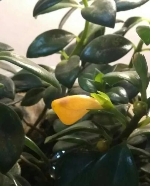  「亮泽」花朵像金鱼一般的吊盆植物，注意定期喷水，叶子长得特有亮泽