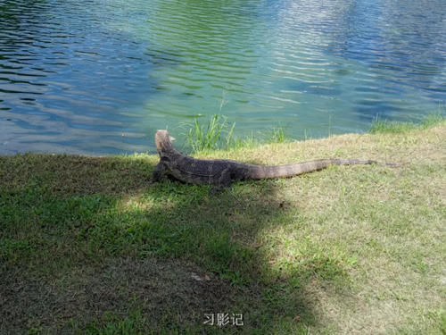 惊险！泰国市区最大的公园有大蜥蜴出没！
