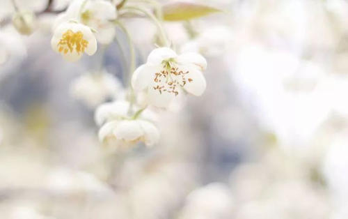 桂林的春天有多美?