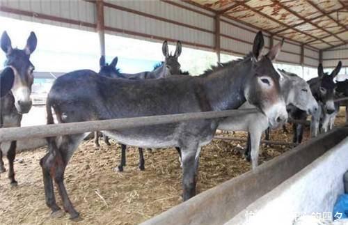  「食量」这动物食量小，疾病少，养殖方便，市场行情好，收益是