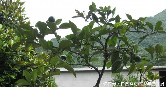 在农村，这种农民在“悄悄”挣大钱，很多人以为他们“不务正业”