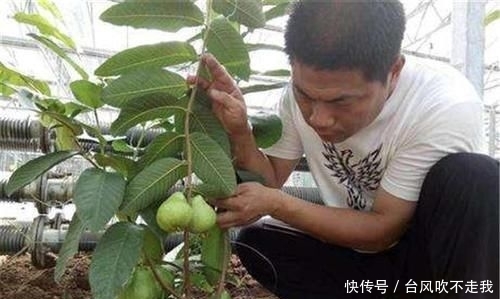  #市场上#一年四季结果，亩产3万斤，北方也能种，却被认为是种植骗局？