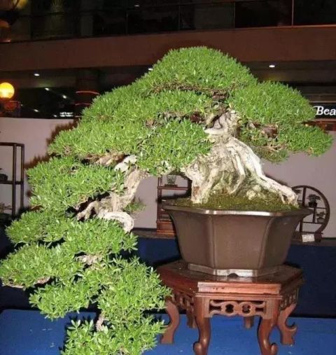 一组悬崖盆景佳作欣赏 可上九天揽月 可下五洋捉鳖