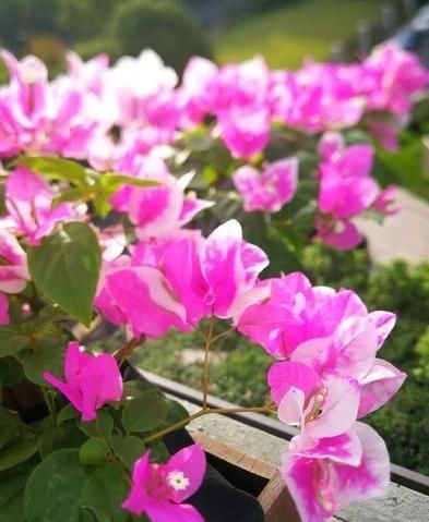 『三角梅』养三角梅,做错“3件事”,它会一直“装菜”,光长枝条不开花