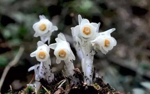  [冥界]如水晶般神秘花朵，无需光合作用，像黑暗中发出亮光，有“冥界之花”之称
