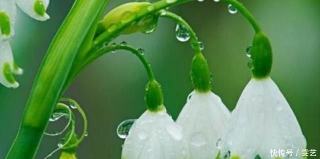 【漂亮】最美丽的“排名第三的”花三种“各自都令人惊叹!幸福的玫瑰也叫