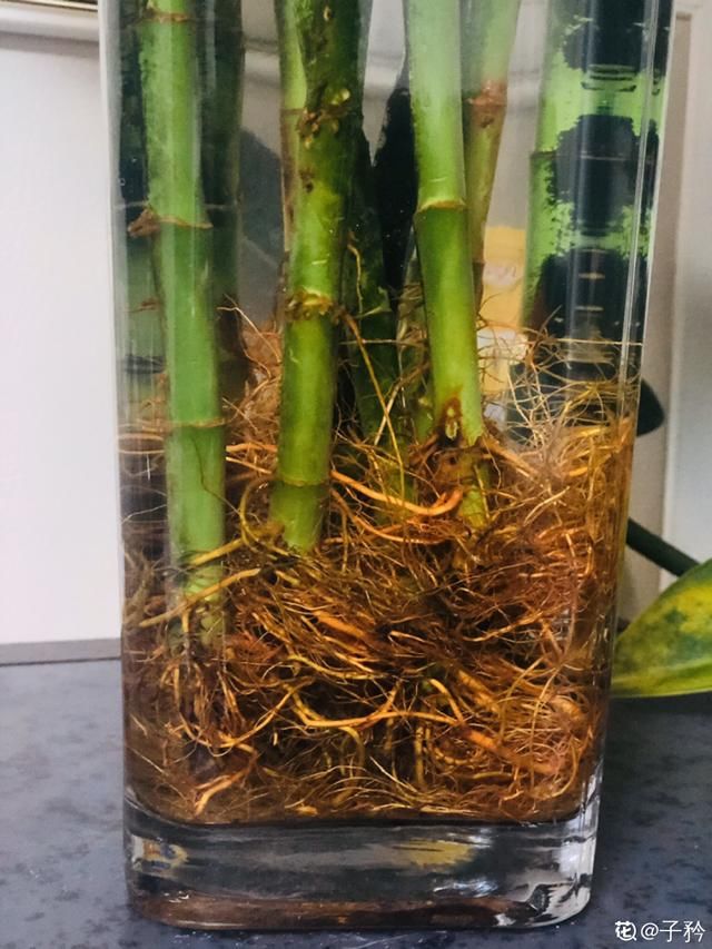  「溶液里浸泡」1粒小药片，碾碎丢水里，花像吃了兴奋剂疯长！