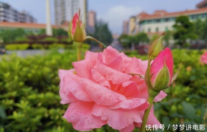  如痴如醉|月季花开红艳艳?如痴如醉吐芬芳