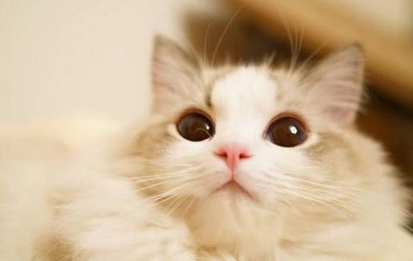 关于猫咪的谣言，你听过多少？我看简直就是胡说八道！