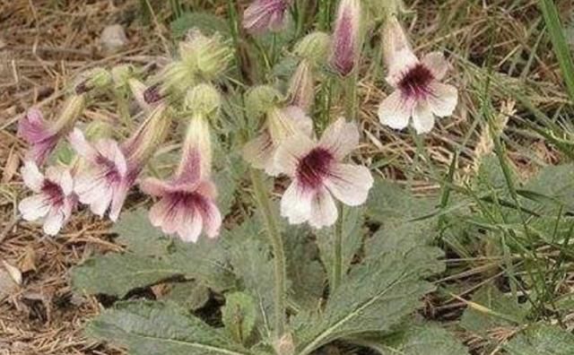  『花朵』很难被忽视的毛地黄花,花朵庄严而美丽,种院子里不惹人注意都难