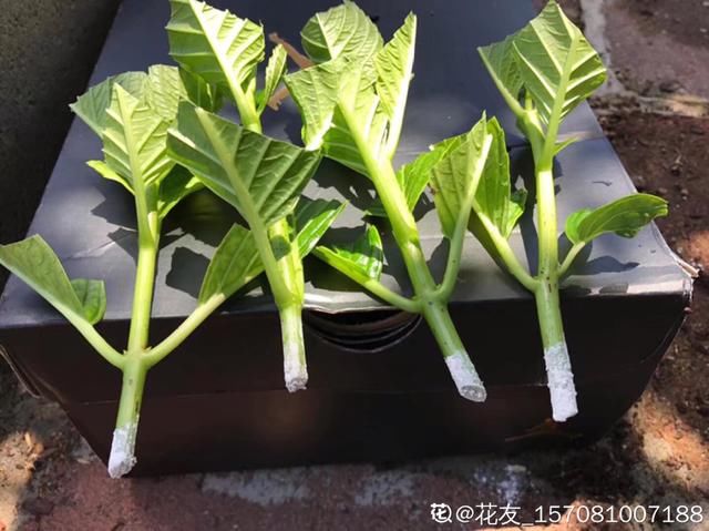 扦插@这10种花,天越热越扦插,3天冒出大白根