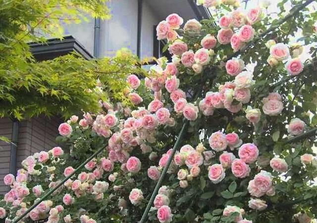  光照@院子里种月季，注意4点，植株健壮，花苞满枝，一棵能开上百朵！