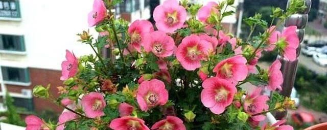  【花园】夏天养花就养此3种，好养易活开花漂亮，夏天也能养出小花园