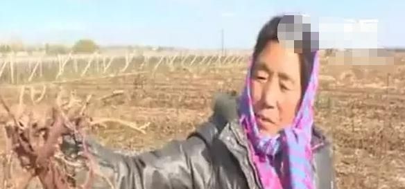  红薯：说好亩产5000斤“缩水”8成，每亩赔1000多元，农民怀疑是