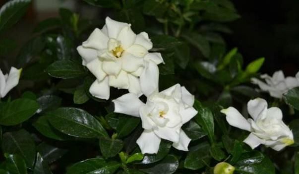  「栀子花」栀子花老养不活？注意这4点，这样栀子花就能开花不断