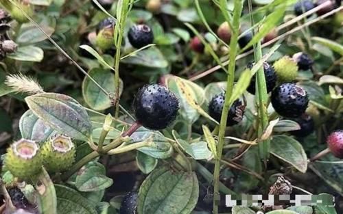  「农村」农村一种“黑葡萄”，当前价值极高，若遇见，还望珍惜