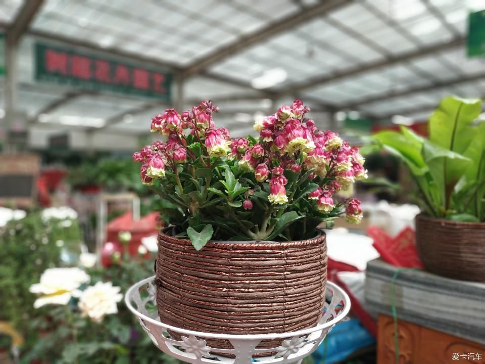  『色彩纷呈』【4月，你好】花花世界 色彩纷呈 赏心悦目