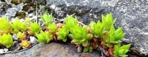  『花盆』长石缝里的小草，看到拔1棵，种花盆，浇水就生长，比吊兰美10倍