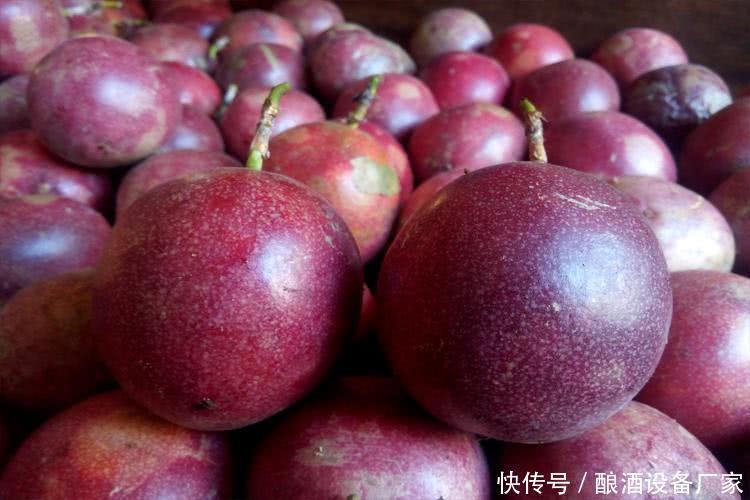 白酒酿造技术:百香果酒的酿制与功效