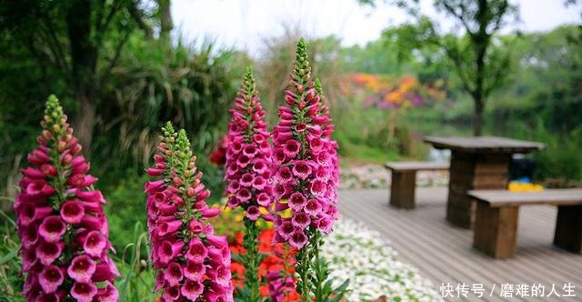 『节节』一个花箭1米8,茎秆上面全是花,种一棵毛地黄,节节都有花
