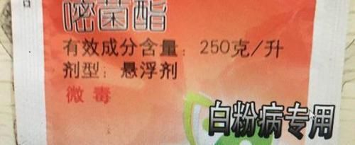  「药水」月季经常喷此药水，从来不得白粉病，花型艳丽，四季爆盆