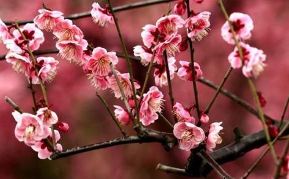  花朵|夏季养梅花，盆里多放“它”，花朵红又大，花开一串又一串