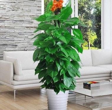  植物@客厅绿植摆放有讲究！两摆，一不摆，装潢华丽，格调提升