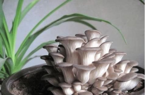  [平菇]种花种草不如“它”，7天就能吃，1盆吃半年，随吃随摘，太划算了