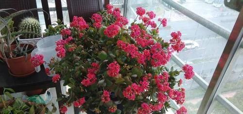  「观叶」6种浅埋土壤就能生长的植物，观花观叶各占一半